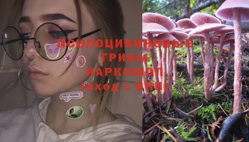 Галлюциногенные грибы Psilocybe Железногорск